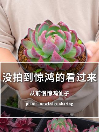 还没拍到从前慢惊鸿仙子的花友们 看过来了啊!颗颗都是这样的品质#多肉 #多肉植物 #今年七夕宜加点甜 #七夕见面带上专属我们的花花吧