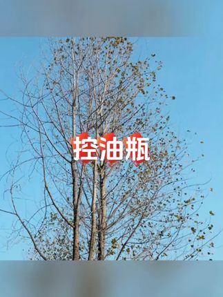 萌可按压控油瓶家用定量玻璃油壶厨房多功能酱油瓶可拆卸调味瓶 #油壶 #油壶不挂油 #厨房好物 #厨房必备 #调味瓶