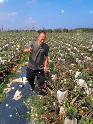 凤梨