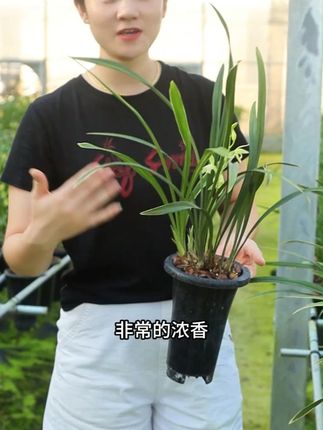 浓香好养,而且花艺双全的兰花你拥有了吗 #室内盆栽 #种植基地 #兰花 #花卉基地 #兰花日常管理