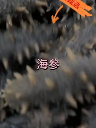 鲜蒸非水发海参,这才是真正的鲜蒸海参,参农自产自销,没有中间商赚差价参阿婆!#海参 #只做高品质 #好货推荐 #滋补养生食材 #好货