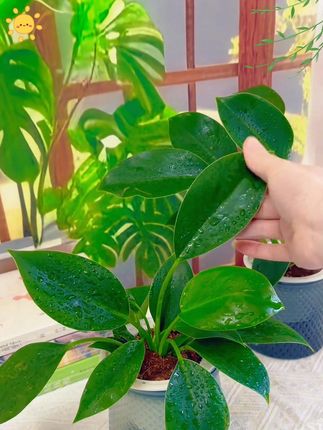 被绿植治愈的时光,总是格外温柔。金钻绿公主叶片如翠玉舒展,四季常青。它不仅好养易活,还能高效净化空气,吸附甲醛、苯等有害物质,为生活带来清新与静谧。#清新自然#大叶金钻绿公主#四季常绿#水培植物#水培