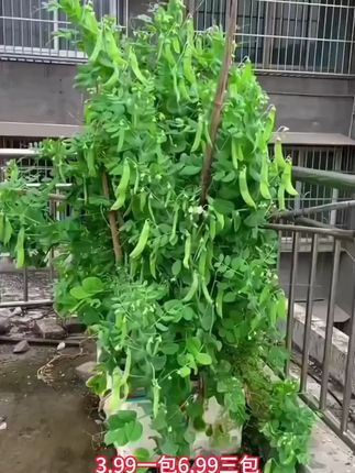 #荷兰豆
