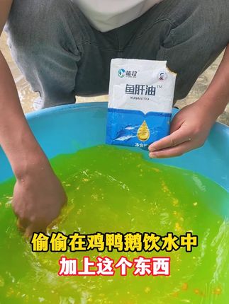 #养鸡 #养鸡人 #养鸡小妙招 #鸡鸭鹅养殖