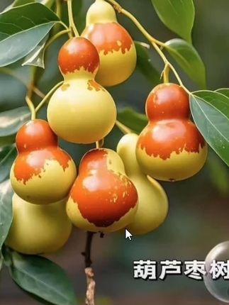#葫芦枣树苗 #葫芦枣 #果树苗 #葫芦枣嫁接 #三农种植