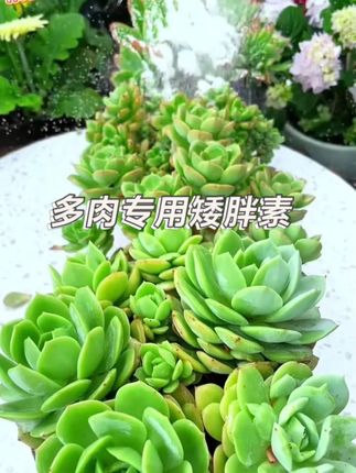 多肉光照不好的预防徒长可以用矮胖素#我的多肉花园 #肉肉的世界 #多肉植物 #养肉肉