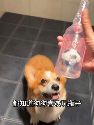 #宠物玩具 #宠物自嗨神器 #宠物磨牙玩具 #狗狗玩具 #萌宠好物#