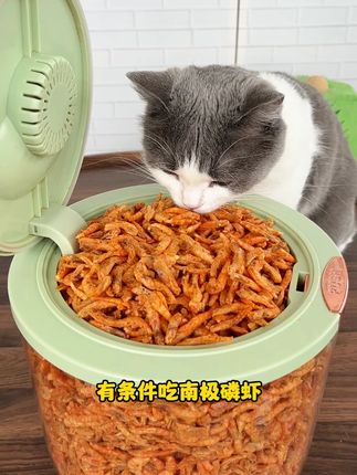 7月份正是猫咪掉毛季,我就开始给它吃磷虾,每天吃磷虾,不仅毛发柔光顺滑不咋掉,脸蛋也变得肥嘟嘟#猫咪掉毛 #猫咪冻干 #猫咪冻干零食推荐