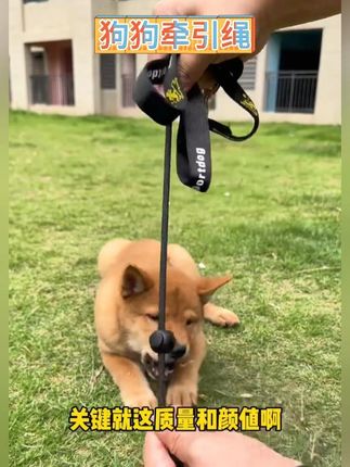 p绳虽然好用方便.但是不要戴错了.#牵引绳  #萌宠好物  #养狗经验分享  #新手机养狗 #遛狗牵绳