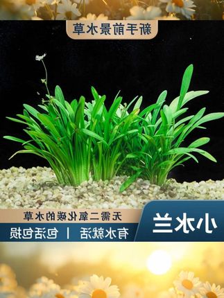 迷你小水兰草缸造景前景草新手入门阴性水草不用二氧化碳好养易活#迷你小水兰草 #造景用品 #好养易活
