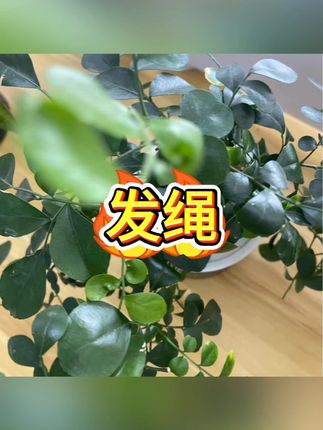#无痕发绳 #韩系发饰 #马尾头绳