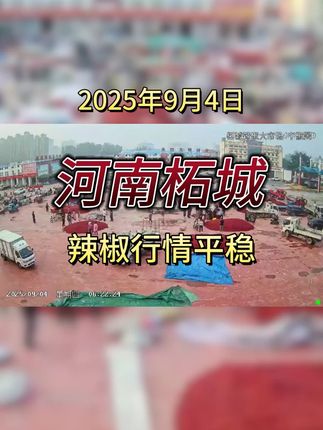 #辣椒 #辣椒价格 #辣椒行情 #柘城县辣椒大市场