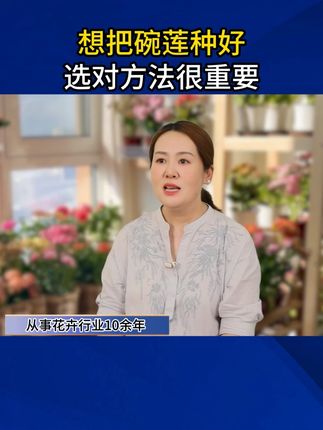 想要把碗莲种的又多又好,选对方法很重要#碗莲种植 #荷塘泥 #荷塘泥种植 #爱生活爱养花