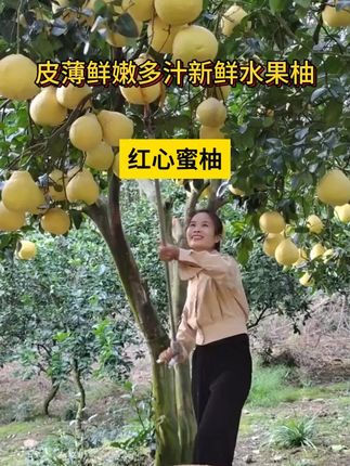 看我的摘柚子神器,一摘一个准,轻松一个人搞定!#湖湘优品湘当有味 #自家果园