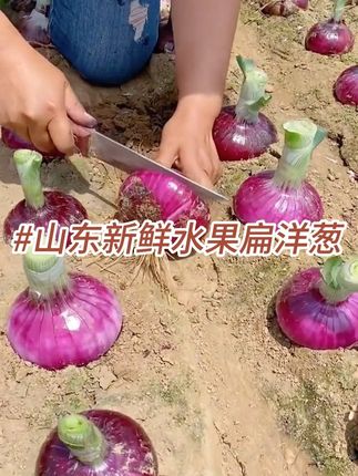 可以生吃的水果洋葱 #洋葱 #水果洋葱 #好物推荐 #美食分享 #好物 3a