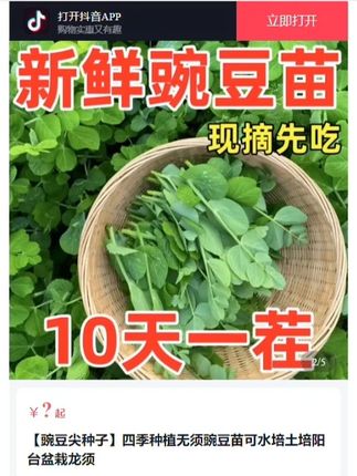 自己种豌豆尖记得用无须豌豆尖种子,好吃好种,现在种植很合适 #种菜 #家庭种植  #豌豆尖  #种豌豆尖  #豌豆苗种植