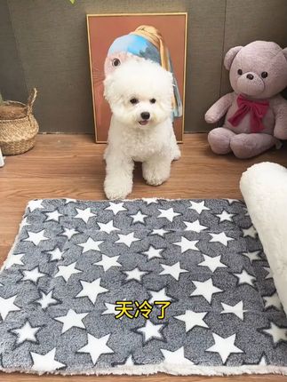 天冷了, 便宜又实用的小棉垫给毛孩子安排上#宠物用品 #好物推荐🔥 #萌宠好物