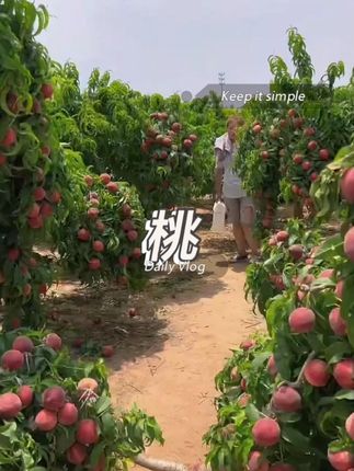 #脆甜多汁 #脆蜜桃 #新鲜采摘 #大暑消夏开吃啦