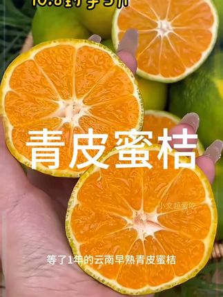 馋了一年的高山无籽青皮蜜橘终于上市了!皮很薄!果肉细腻无渣,汁水特别多!酸甜可口!一口爆汁!真的巨好吃!#云南蜜橘 #青皮蜜橘 #橘子 #新鲜应季水果 #优质农产品