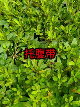 #孕妈必备 #舒适托腹 #孕期护理