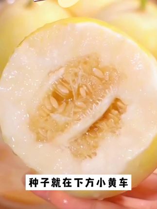 优质清甜白沙蜜甜瓜,果实个大香味浓郁#甜瓜 #白沙蜜甜瓜 #优质农产品 #香瓜甜瓜