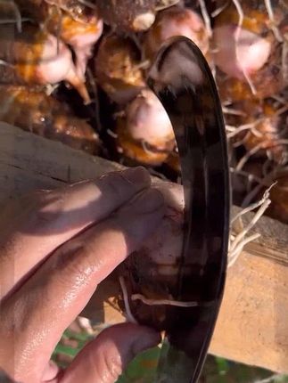 今年的红芽芋艿好粉呀#红芽芋艿 #芋头 #芋艿 #芋子 #红芽芋#  芋艿  #芋头