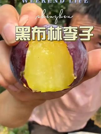 #黑布林李子 #新鲜应季水果 #好吃不贵经济实惠