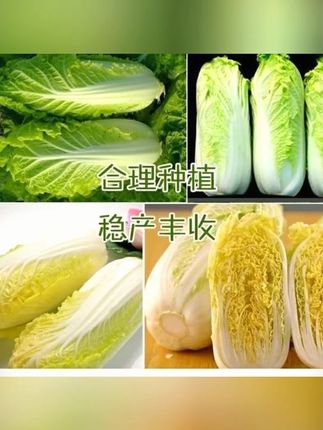 金娃娃菜种子四季 蔬菜种子 生长快 品质佳 菜籽春夏秋四季播种