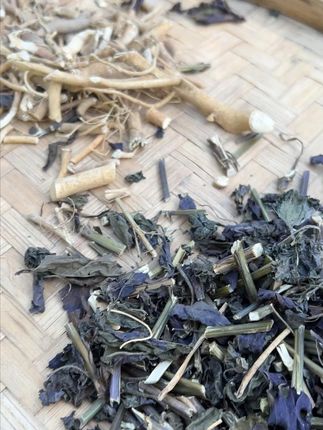 虎尾轮+紫苏,知道可以干嘛用的吗? #植物科普  #潮汕人  #潮汕话  #你见过这种植物吗  #三农