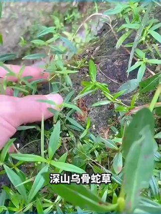 【聚菜】深山新鲜乌骨蛇舌草 山尖 煮水 煮汤 清香可口 450-500克