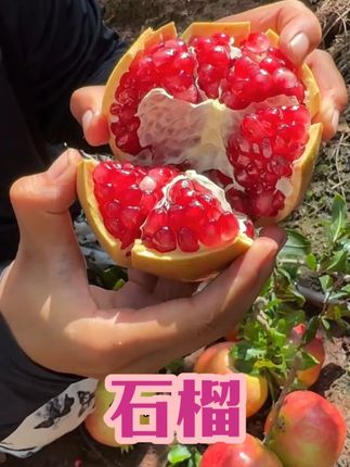 会理软籽石榴成熟了,口感纯甜颗颗爆汁,喜欢吃的哥哥姐姐们放心拍。#会理软籽,石榴