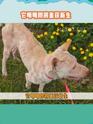 我的偶像巨顽皮