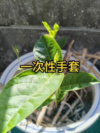 美容按摩专用一次性手套PVC推拿足浴足疗精油美容院服帖透明耐用 #一次性手套 #手套 #按摩手套
