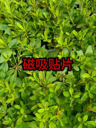 #magsafe配件 #引磁片 #车载