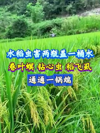 #水稻种植 #三农 #助力三农 #病虫害防治