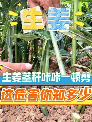 生姜剪去头,产量大如牛?你知道危害有多少? #生姜 #种姜 #生姜种植 #生姜高产 #生姜种植技术