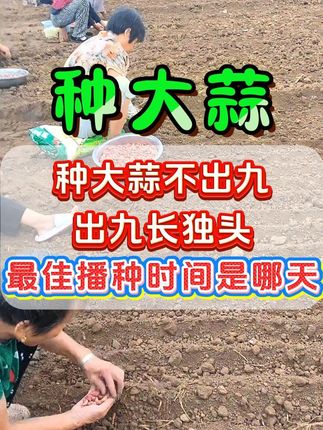 种蒜不出九,出九长独头,最佳播种时间是哪天 #大蒜播种 #种大蒜 #大蒜种植技术 #大蒜高产配方 #农业种植