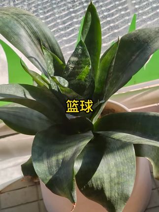 吸汗防滑7号篮球适合室内外成人比赛训练 #篮球 #篮球推荐 #防滑篮球