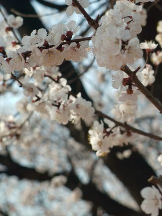 电动喷雾器农用打药机#电动喷雾器 #生活好帮手