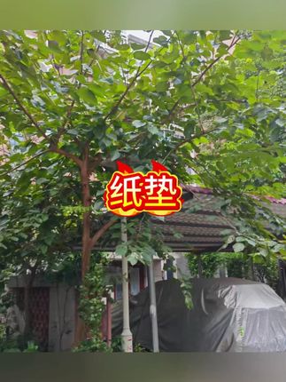 一次性蒸笼垫笼布蒸布不沾蒸锅油纸垫不粘蒸包子馒头纸垫#蒸笼垫 #蒸笼纸 #垫纸 #一次性蒸笼纸 #蒸笼布