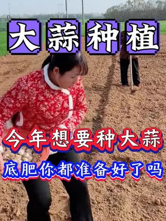 #大蒜种植 #大蒜 #大蒜底肥 #助力三农