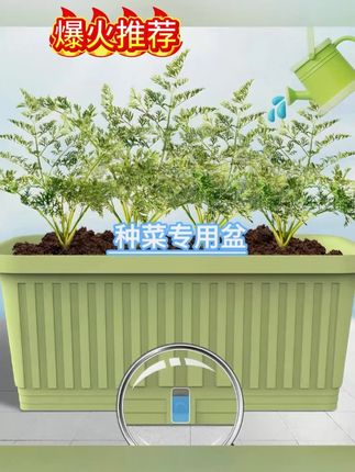 #秋天种菜 #花盆 #种菜篮 #阳台种菜 #种菜专用盆