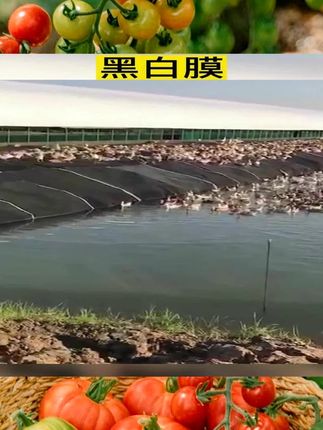 养殖专用黑白膜进口加厚养殖棚膜防雨隔热降温抗老化塑料布大棚膜dxl-002 #农用 #种植 #农用产品 #农用工具 #工具