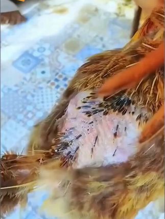 钙磷十八补家禽用鸡鸭鹅鸽减少啄蛋啄羽猪牛羊补钙微量元素添加剂#科学养鸡 #生态散养土鸡 #养殖 #农村创业养殖 #养鸡人