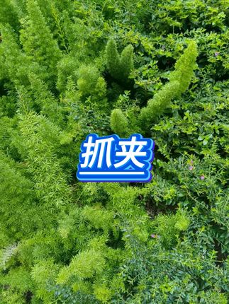 #鲨鱼夹 #盘发神器 #后脑勺饱满