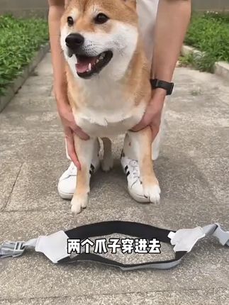 狗狗牵引绳背心式宠物胸背带遛狗绳中小型柴犬柯基比熊泰迪狗链子#狗狗牵引绳 #背心式胸背带 #中小型犬 #遛狗装备 #宠物用品