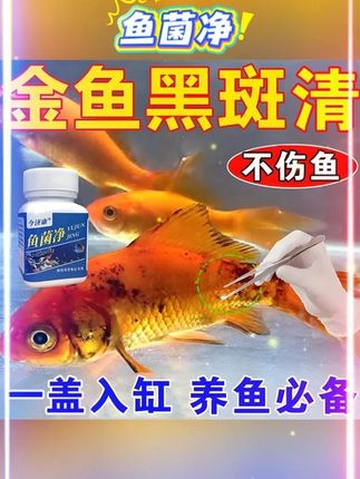 【观赏鱼黑斑】鱼菌净黑斑红斑烂肉掉鳞蒙眼不爱动不伤鱼通用~ #观赏鱼 #养鱼日记 #养鱼人 #热点 #好物推荐🔥