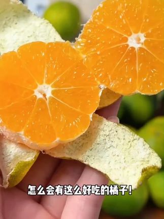 馋了一年的高山无籽青皮蜜橘终于上市了!皮很薄!果肉细腻无渣,汁水特别多!酸甜可口!一口爆汁!真的巨好吃!#南蜜橘 #青皮蜜橘 #橘子 #新鲜应季水果 #优质农产品