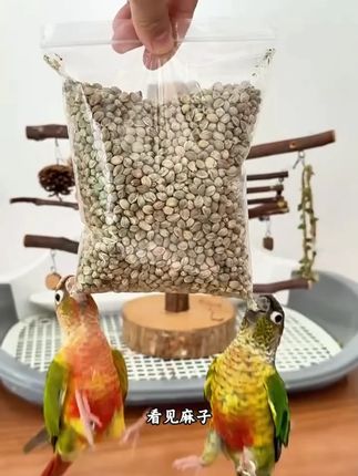不给你家鹦鹉吃一次纸壳麻子,你永远不知道它们有多爱吃,变得有多粘人。#鹦鹉 #萌宠出道计划 #鸟粮 #鹦鹉日常