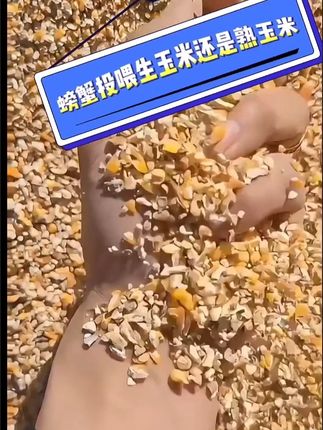 螃蟹投喂生玉米还是发酵玉米-#水产养殖 #乳酸菌 #河蟹养殖